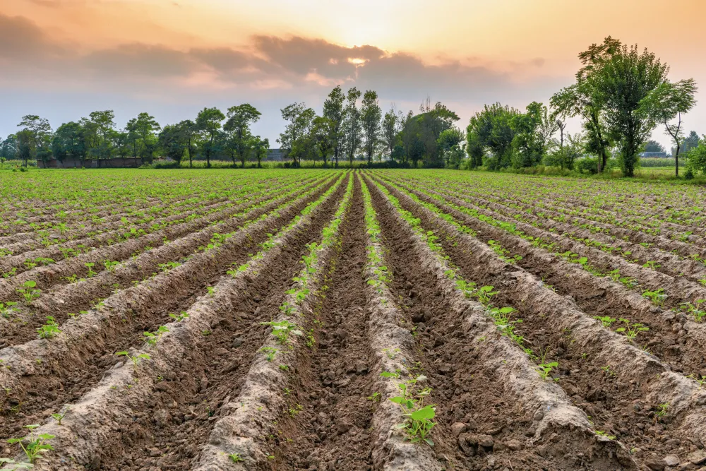 Farm Lands